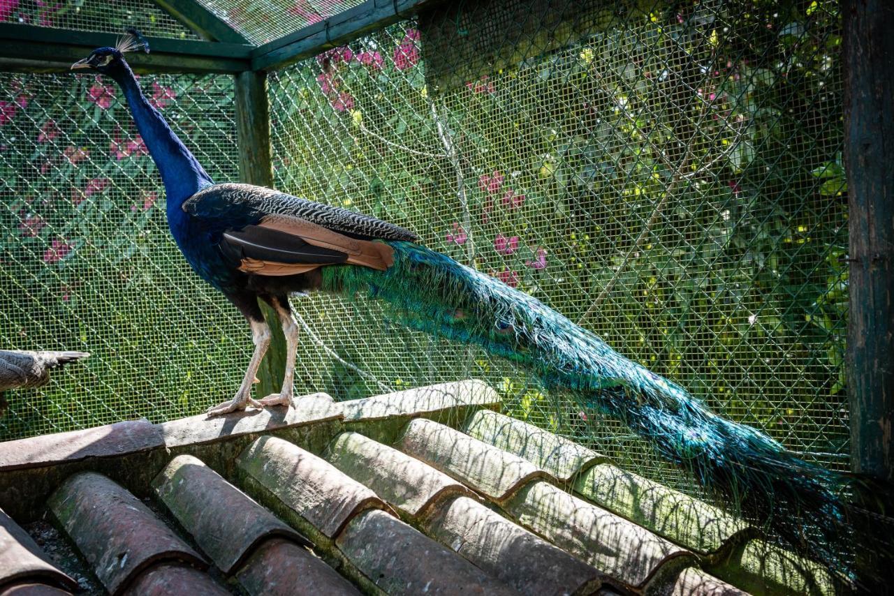 Pensjonat Quinta De Mouraes Casa Dos Rododendros Lever Zewnętrze zdjęcie